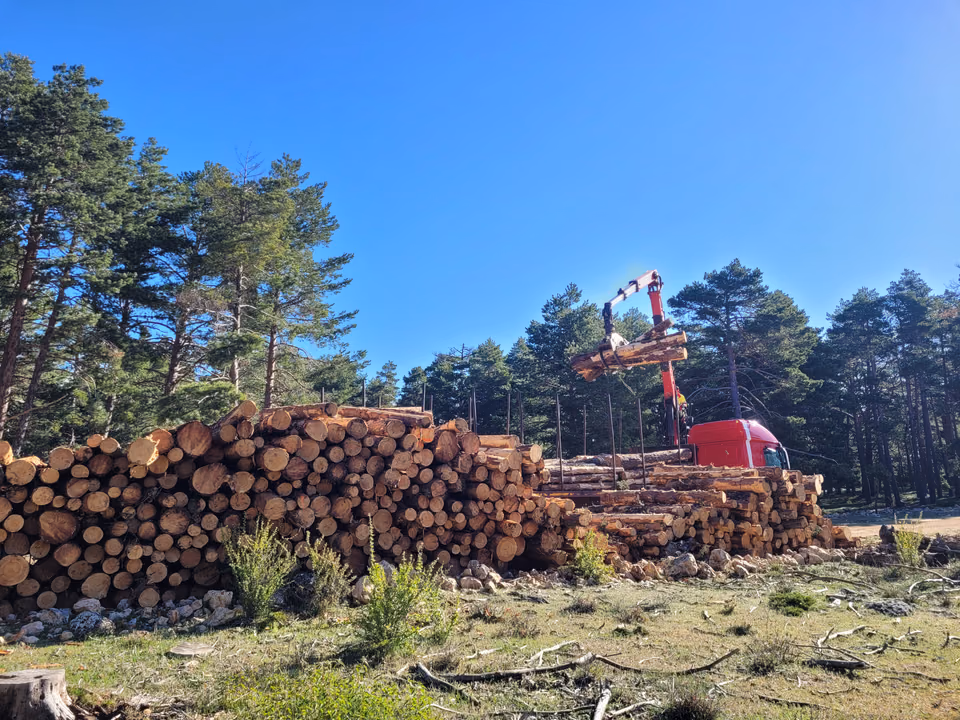 Carga de madera en un camión durante un aprovechamiento forestal