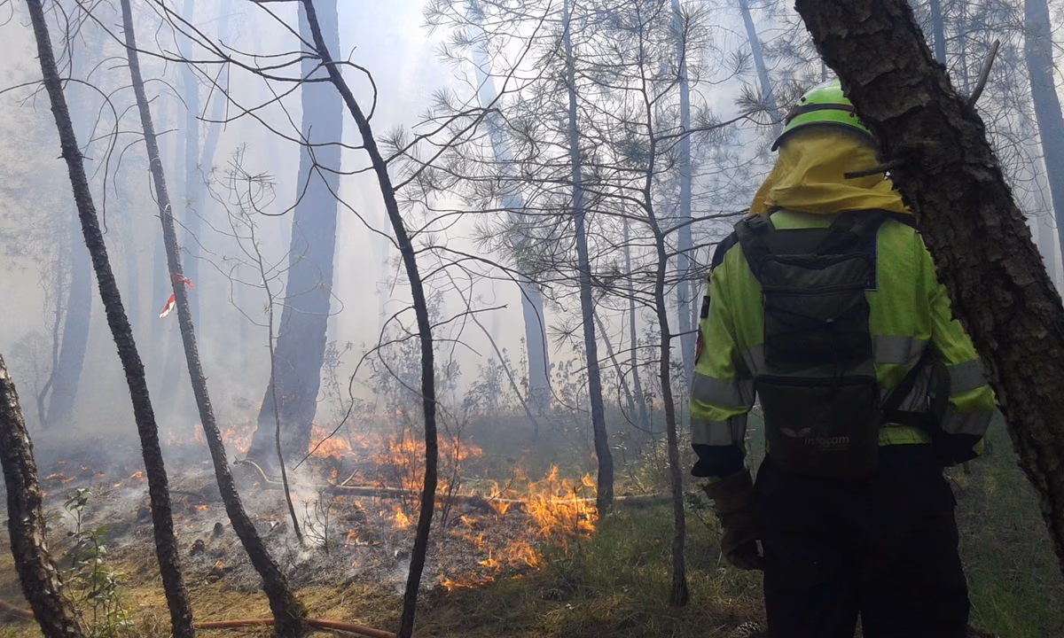 Personal especializado supervisando un trabajo de fuego técnico en un pinar
