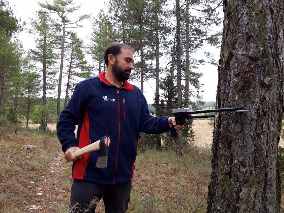 Mario Zurita midiendo el diámetro de un árbol con una forcípula forestal