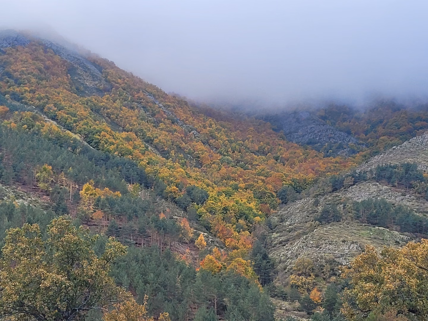 Laderas forestales con colores de otoño bajo la niebla