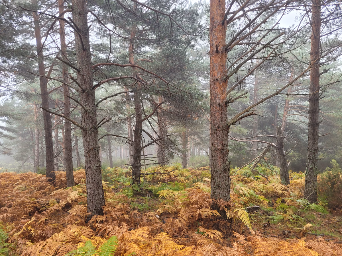 Pinar con sotobosque de helechos y luz filtrada entre los árboles