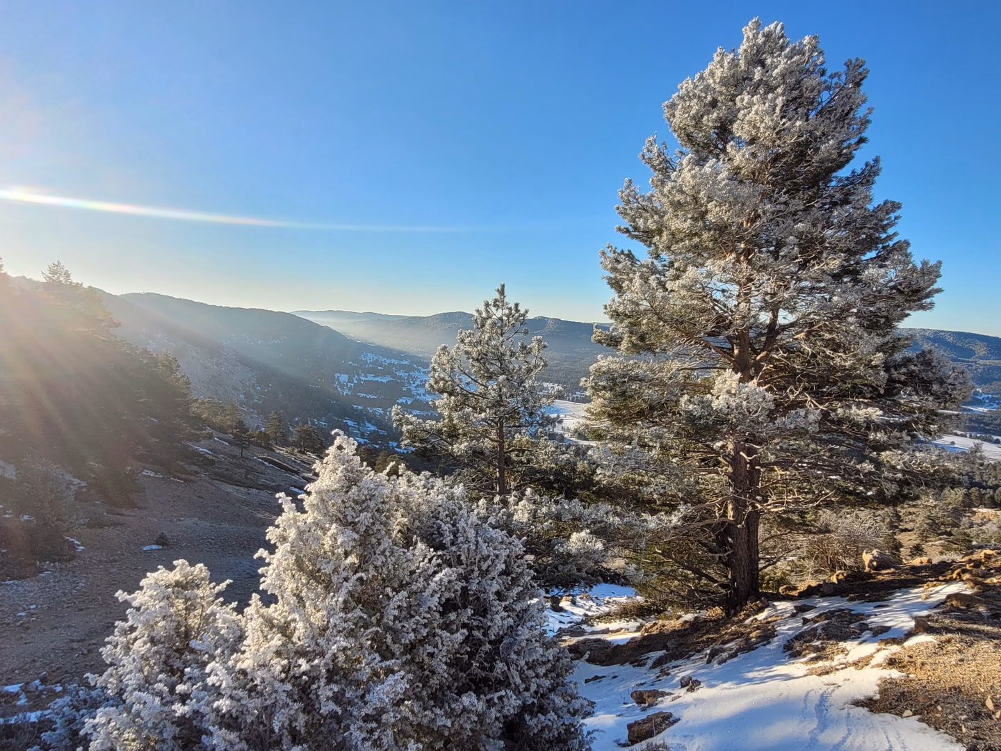 Pinar cubierto de escarcha en una ladera nevada al amanecer