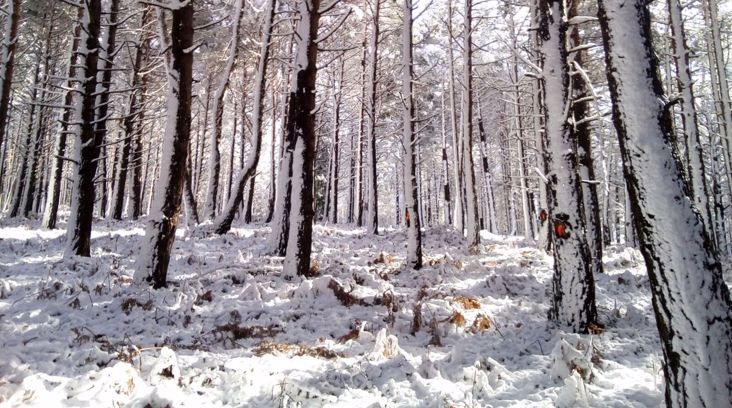 Interior de un pinar cubierto por una nevada reciente
