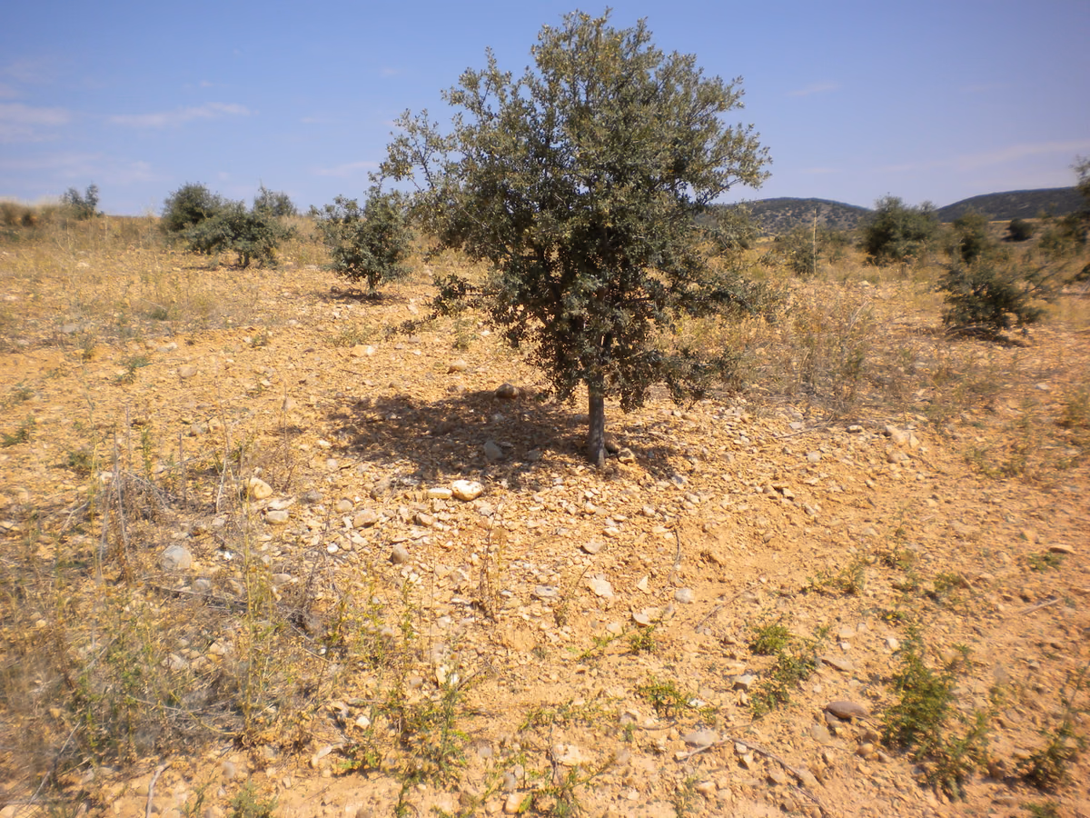 Plantación joven de encina en terreno agrícola